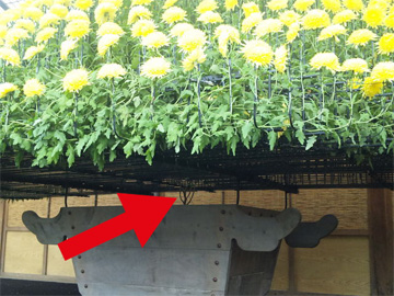 1株から558輪の花を咲かせます。